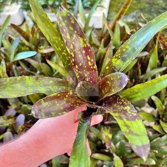 Neoregelia "Dominos"