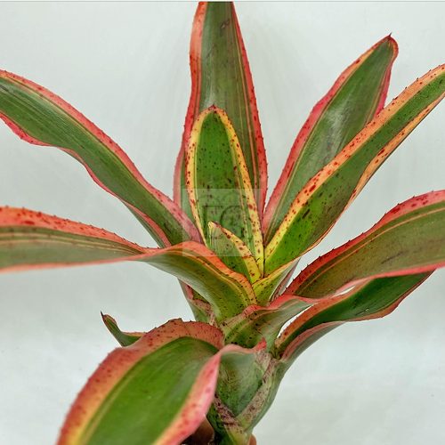 Neoregelia Iphigenie