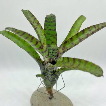 Neoregelia Rubrifolia Neoregelia Rubrifolia