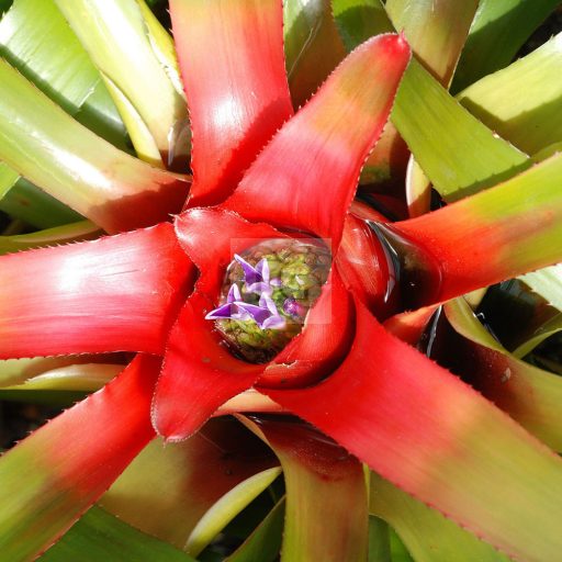 Neoregelia Carolinae XL hibrid/csíkos