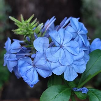 Plumbago Capensis-Ólomvirág
