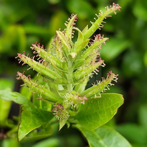 Plumbago Capensis-Ólomvirág