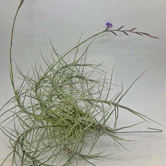 Tillandsia Caerulea am Draht