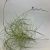 Tillandsia Caerulea am Draht