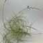 Tillandsia Caerulea am Draht