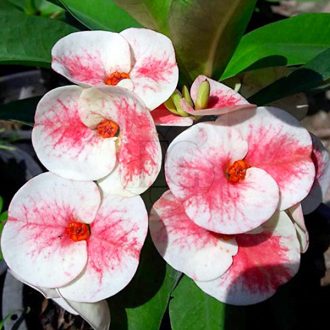 Euphorbia milii "Mintra" (66)