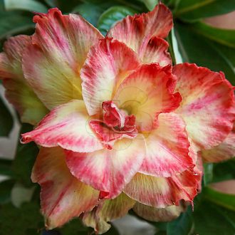 Adenium obesum "Guan Yin" (S)