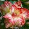 Adenium obesum "Guan Yin" (S)