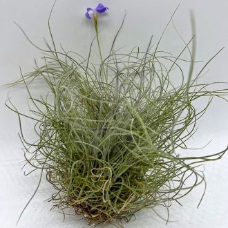 Tillandsia Mallemontii Wireball