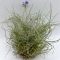 Tillandsia Mallemontii Wireball