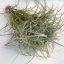 Tillandsia Marconae Pulk