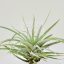 Tillandsia Secunda