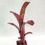 Billbergia Pink Bomb 