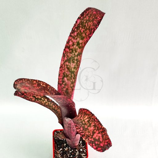 Billbergia Pink Bomb 