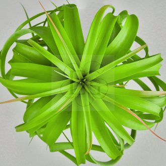 Tillandsia Rothii