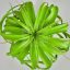 Tillandsia Rothii