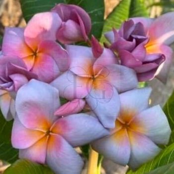 Plumeria rubra "Barbara" SK