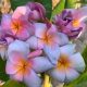 Plumeria rubra "Barbara"