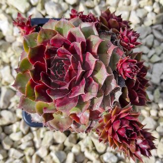 Sempervivum sp.30-Kövirózsa