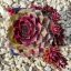 Sempervivum sp.30-Kövirózsa