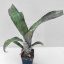 Billbergia Bhudah Iz