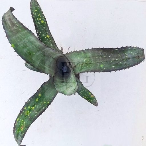 Billbergia Bhudah Iz