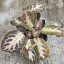 Episcia/Árnyékcsuporka