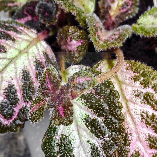 Episcia/Árnyékcsuporka