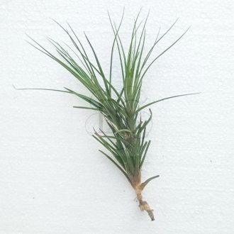 Tillandsia Seideliana 