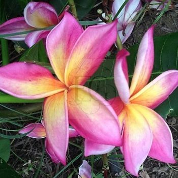 Plumeria rubra "Sakor Nat" dugvány Plumeria rubra "Sakor Nat" dugvány