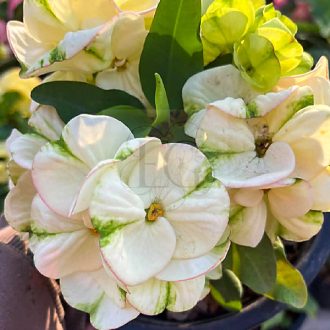 Euphorbia milii "White Lotus" (A93)
