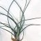 Tillandsia Exserta
