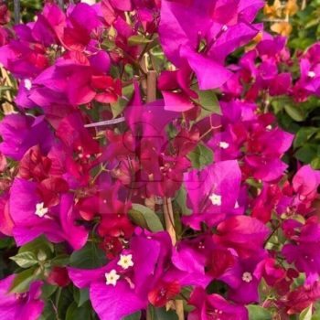 Bougainvillea "Temple Fire" Bougainvillea "Temple Fire"