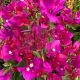 Bougainvillea "Temple Fire"