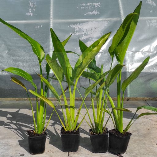 Ravenala Madagascariensis/Utazók pálmája