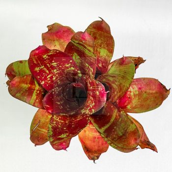 Neoregelia DOAE