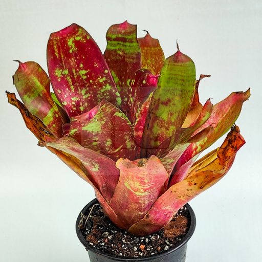 Neoregelia DOAE