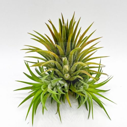 Tillandsia Ionantha var. Ionantha +2 Babys