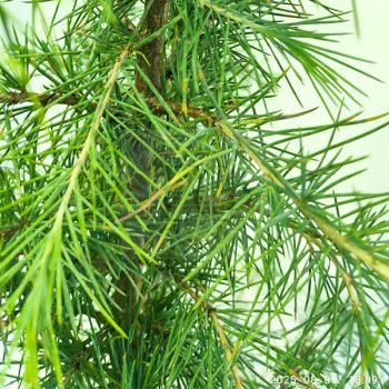 Cedrus Deodara-Cédrus Himalájai Cedrus Deodara-Cédrus Himalájai