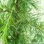 Cedrus Deodara-Cédrus Himalájai