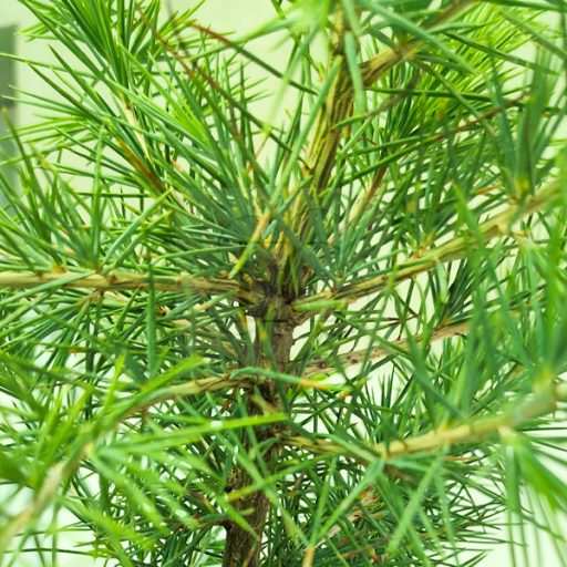 Cedrus Deodara-Cédrus Himalájai