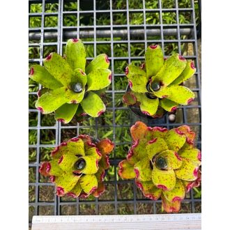 Neoregelia Little Fitch 