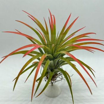 Tillandsia Victoria Red Splendor Tillandsia Victoria Red Splendor