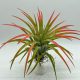 Tillandsia Victoria Red Splendor