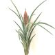 Tillandsia Ionantha X Baileyi