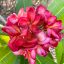 Plumeria rubra "Katie Moragne" magok