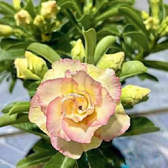 Adenium obesum "Daw Luk Ki"-S méret