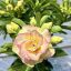 Adenium obesum "Daw Luk Ki"-S méret