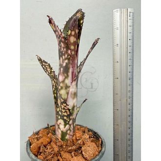 Billbergia Colan Blushing Moon