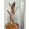 Billbergia Colan Blushing Moon